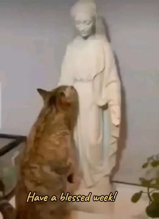 Спасите кошечку