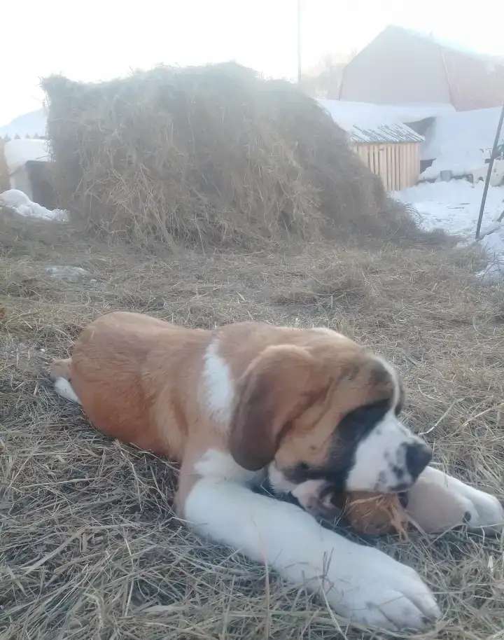 Щенки сенбернара