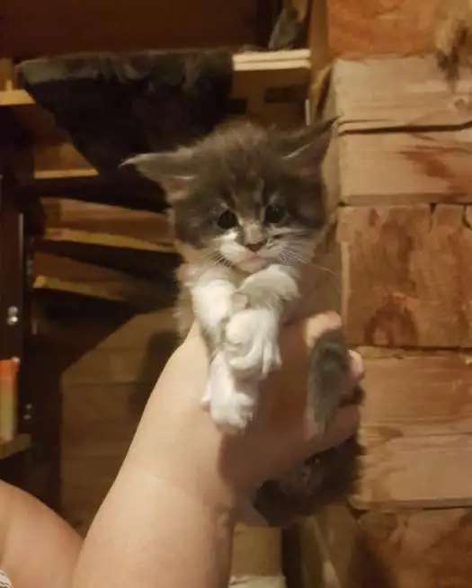 Котята Мейн-кунчики