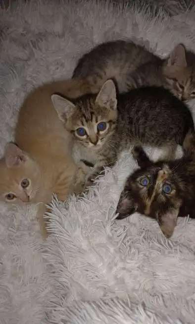Отдам красивых котяток от домашней кошки.чистенькие ухоженные.к лотку приучены.возраст 2месяца
