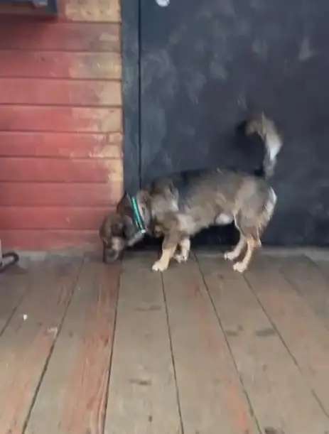 Маленький собачонок, совсем крошка на коротких лапках