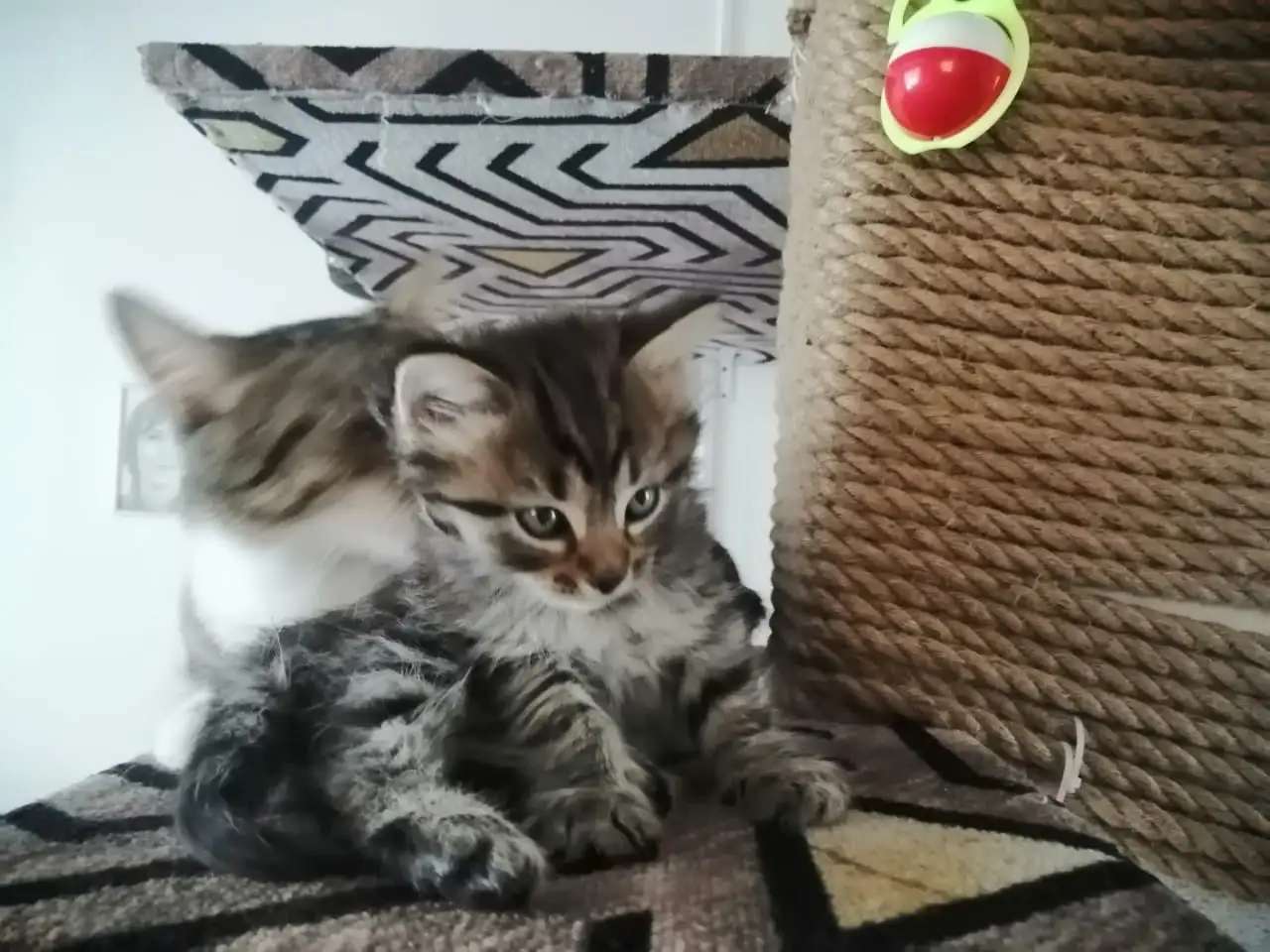 Отдам в добрые руки котенка