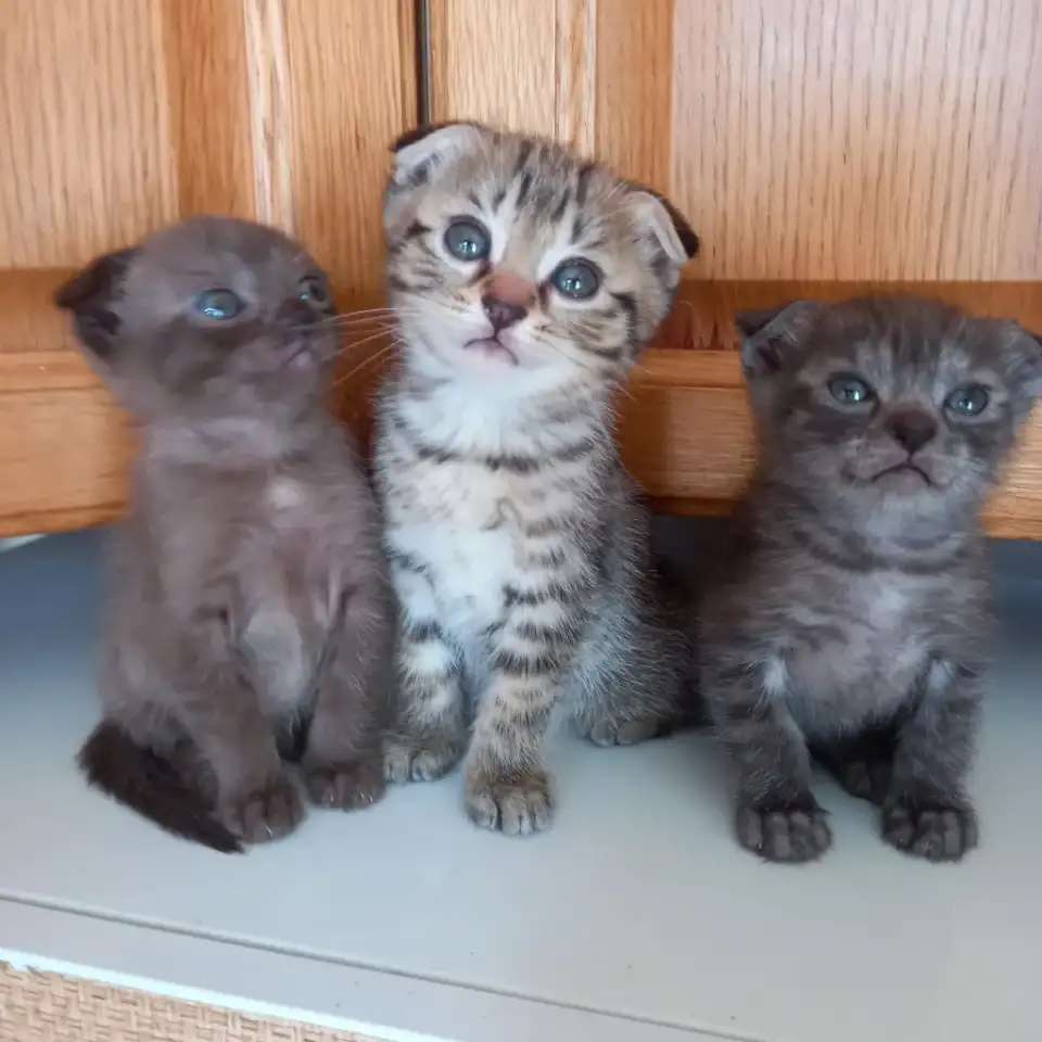 Вислоухие котята, мальчики и девочки.