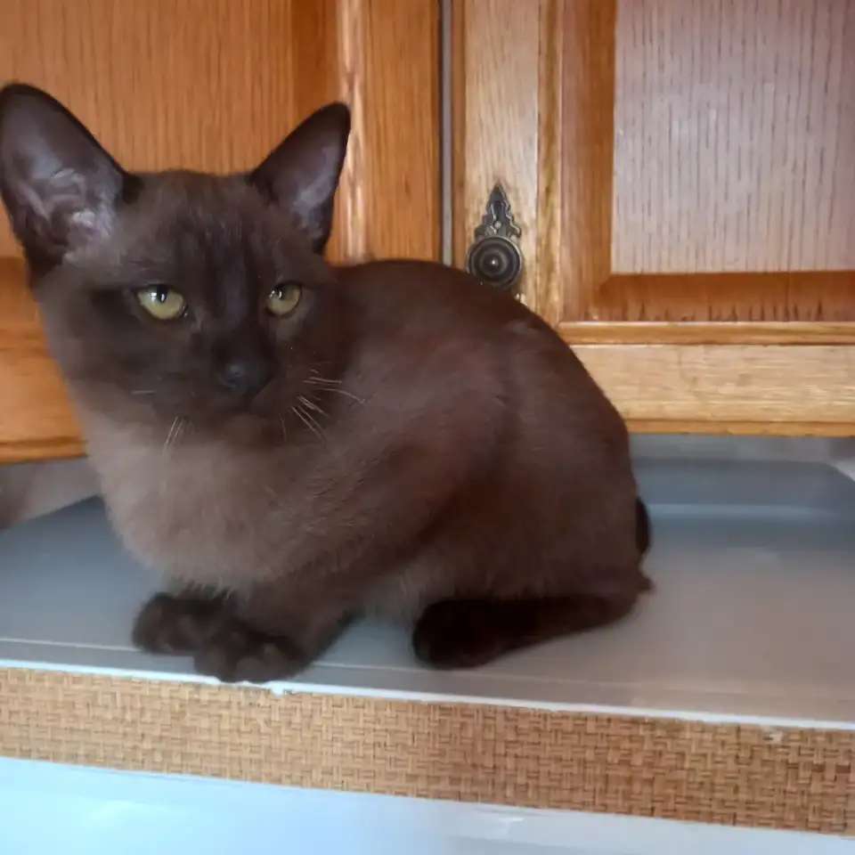 Бурманский котенок, мальчик.