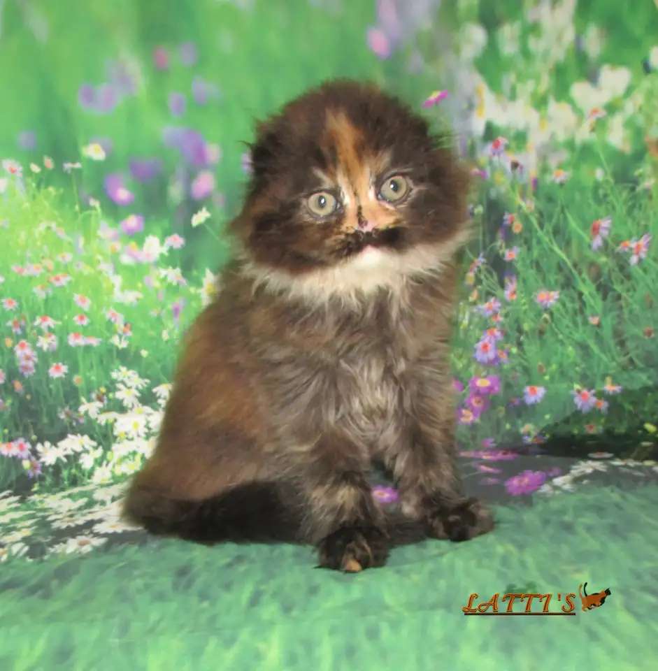шотландская кошечка из питомника
