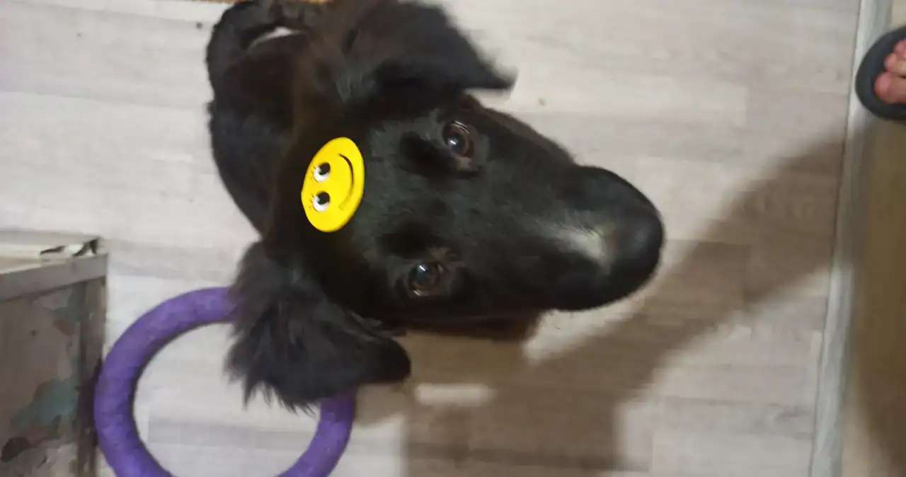 Щенок