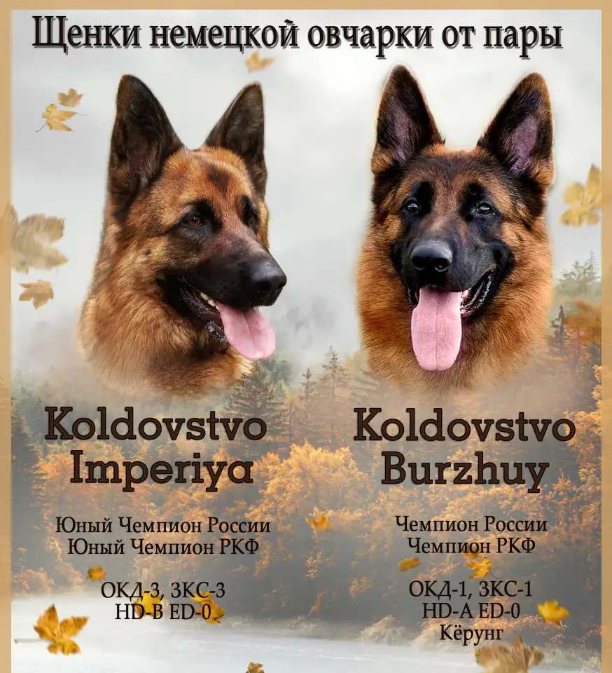 Щенки немецкой овчарки