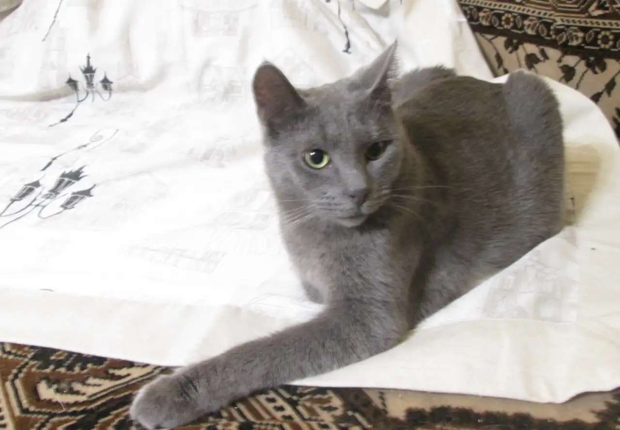 Кошка