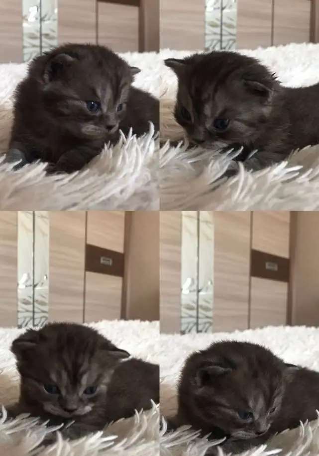 ОТдам Шотландских вислоухих котят