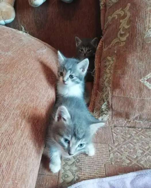 Котятки очаровашки заботливым хозяевам