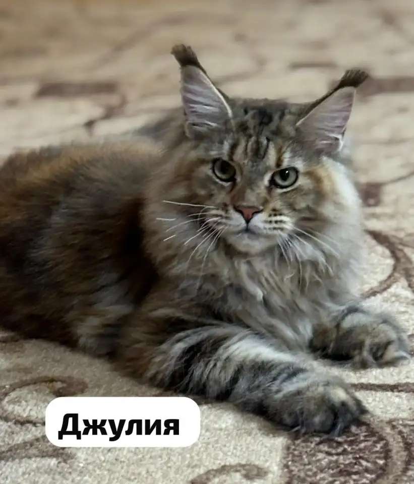 Питомник Мейн Кун
