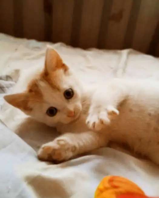 Отдам котят(3 мальчика)
