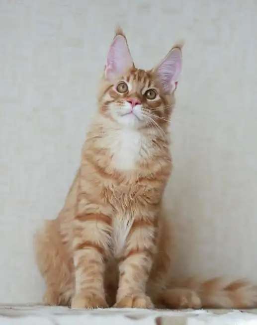Крупный котик Гордей