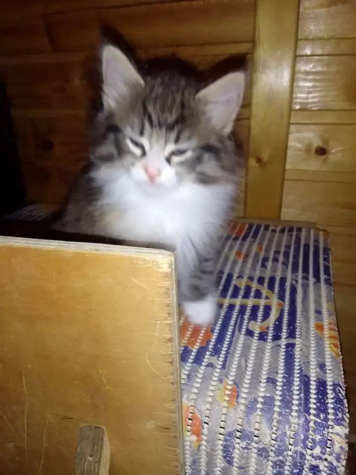 Продажа котят норвежской лесной кошки.