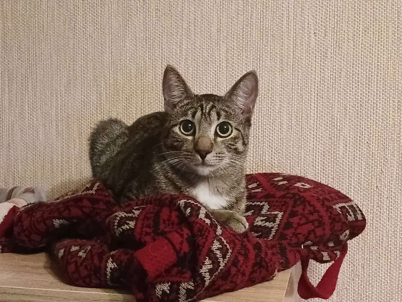 Ищет дом умный, спокойный кот-философ
