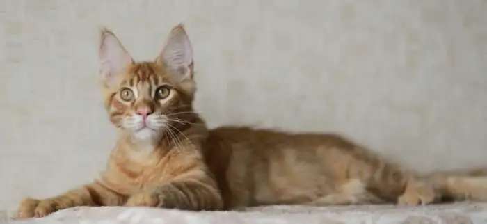 Крупный тяжелый котик