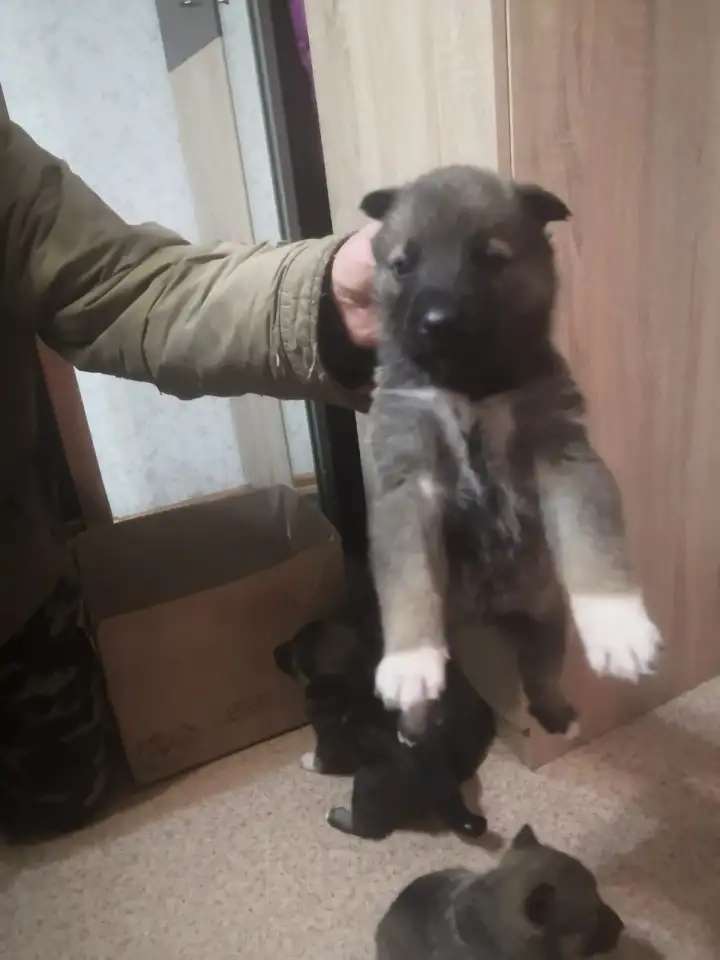 Щенки западно сибирской лайки