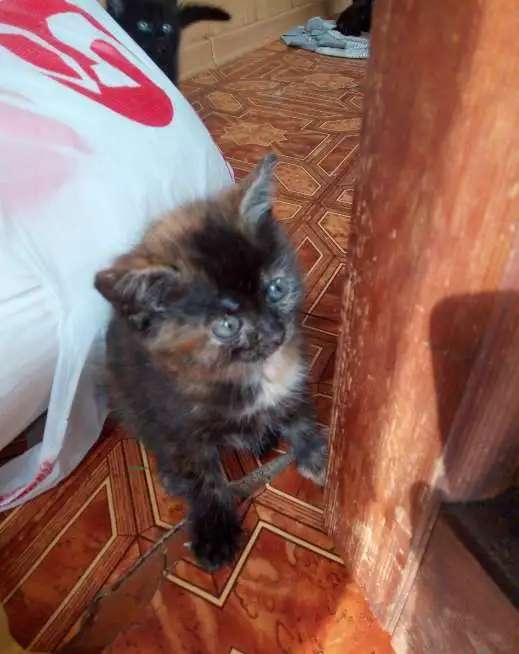 Котята. Отдам в добрые руки