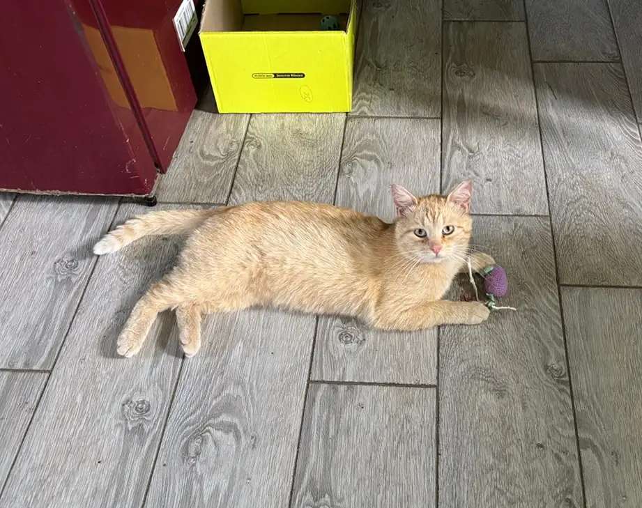 Карамельный котенок ищет дом