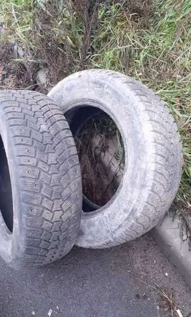 шины