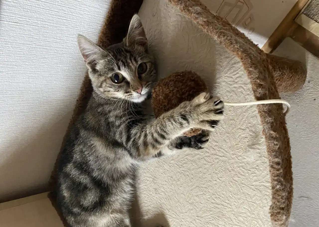 Кошка(девочка 3мес)