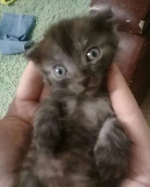 Продам вислоухих котят