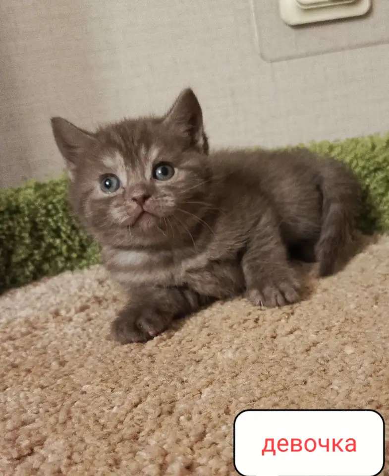 Британский котенок Эльза