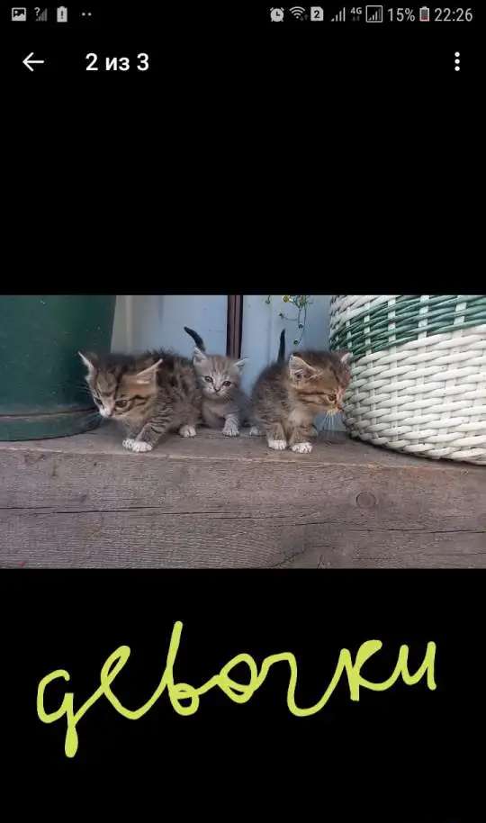 Отдам котят