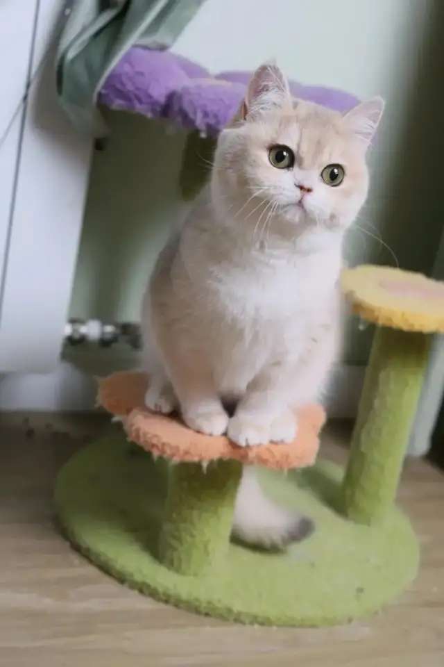 Британские котята