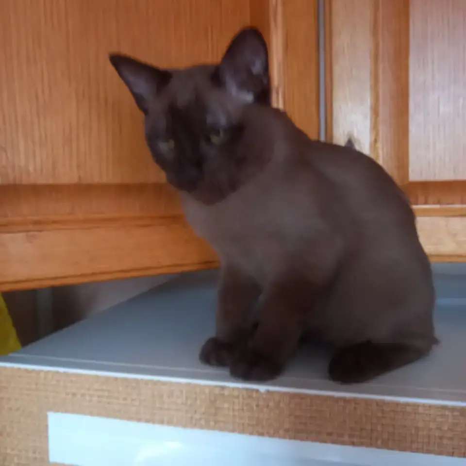 Бурманский котенок, мальчик.