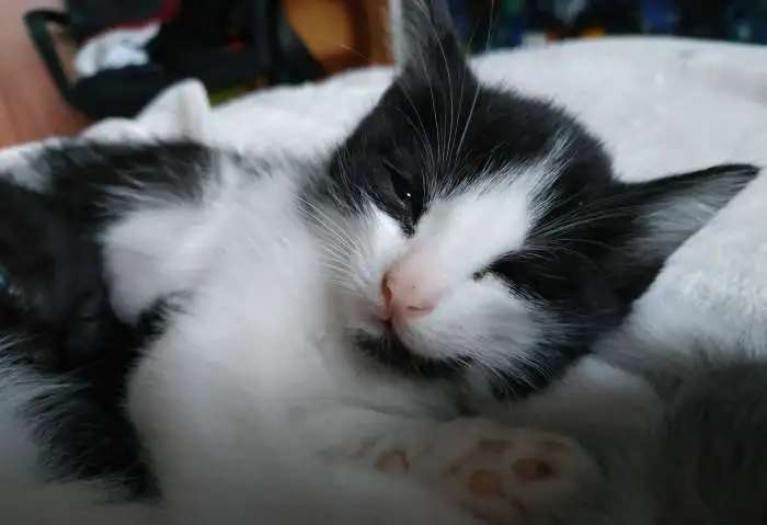 Подарю котят