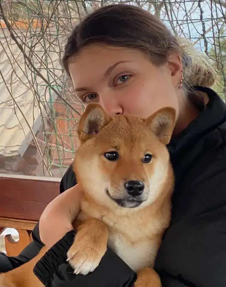 Сиба ину малышка девочка
