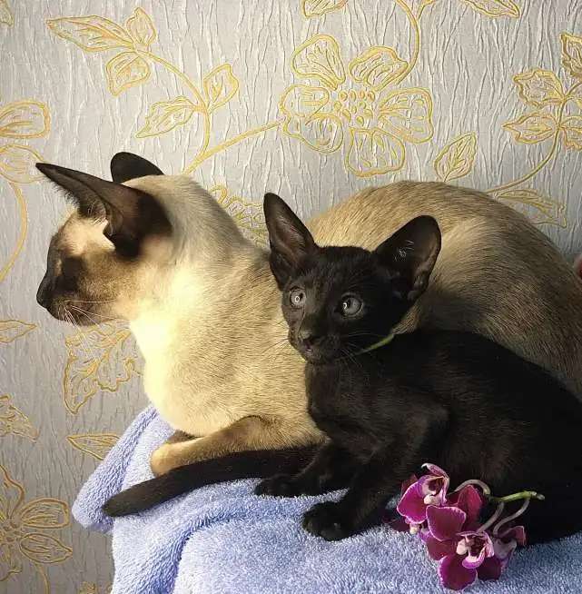 Ориентальные котята