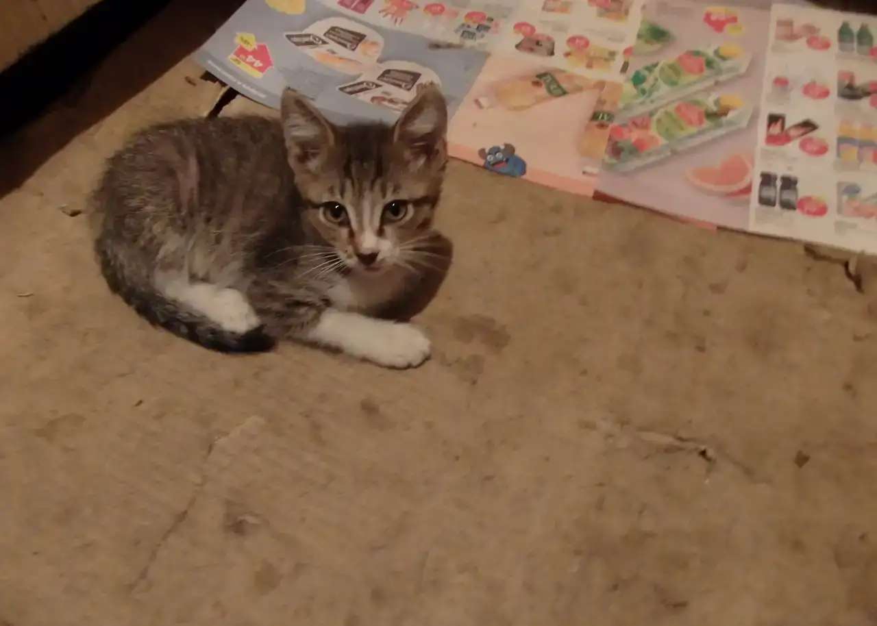 Отдам котят