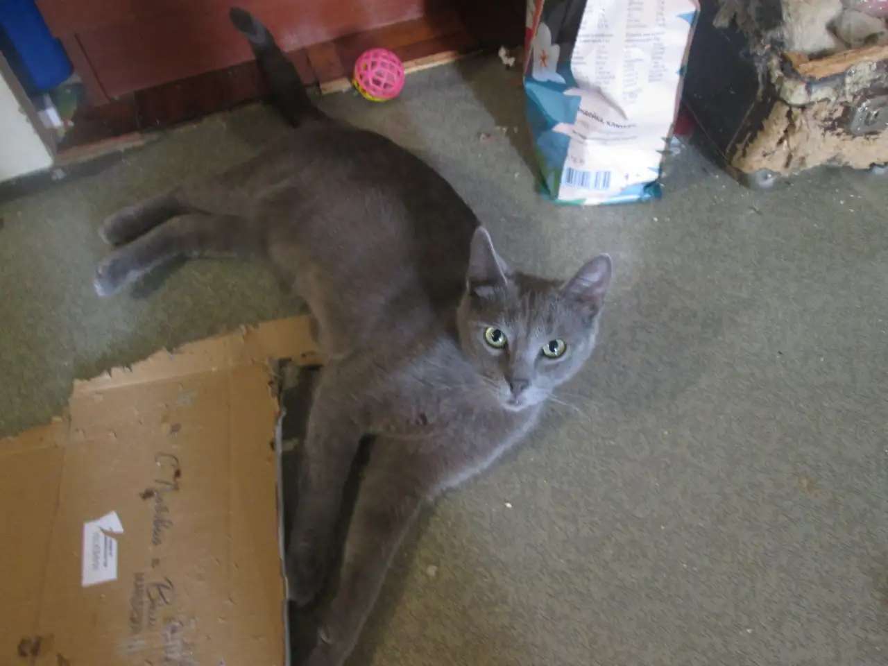 Кошка