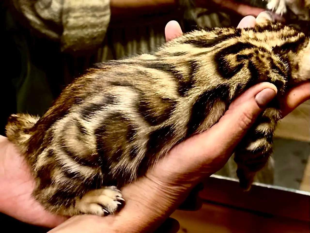 Бенгадьские котята