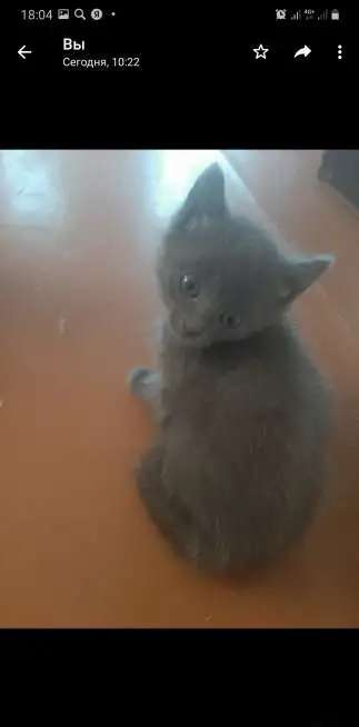 Отдам кошечку