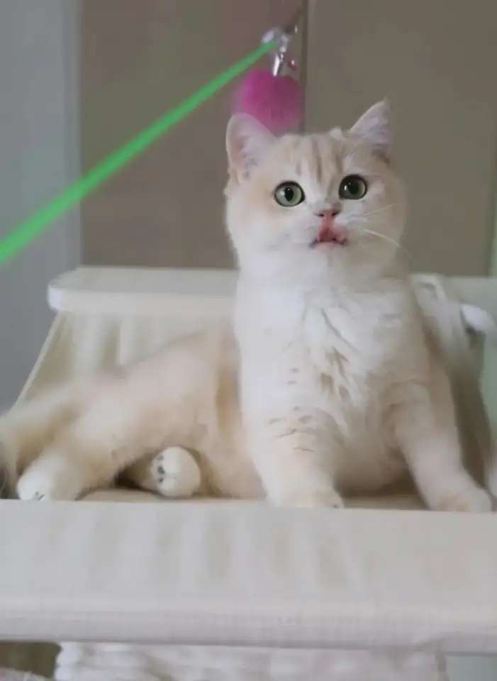 Британские котята