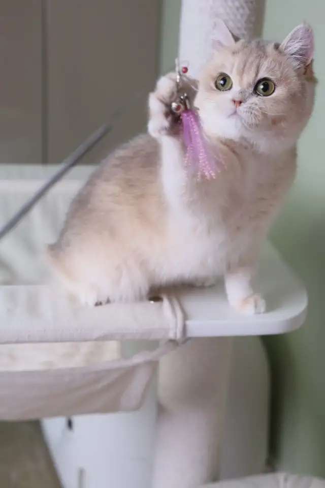 Британские котята