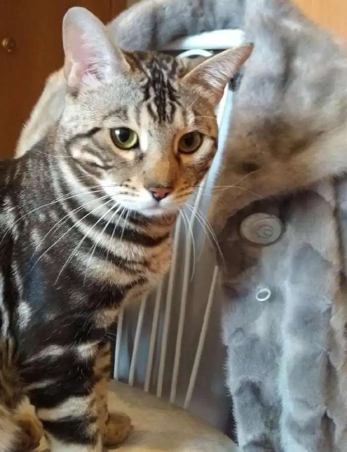Бенгальские котята