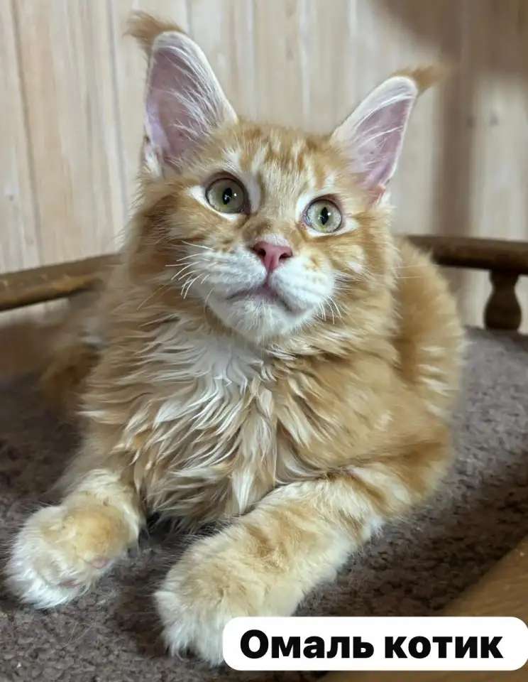 Питомник Мейн Кун