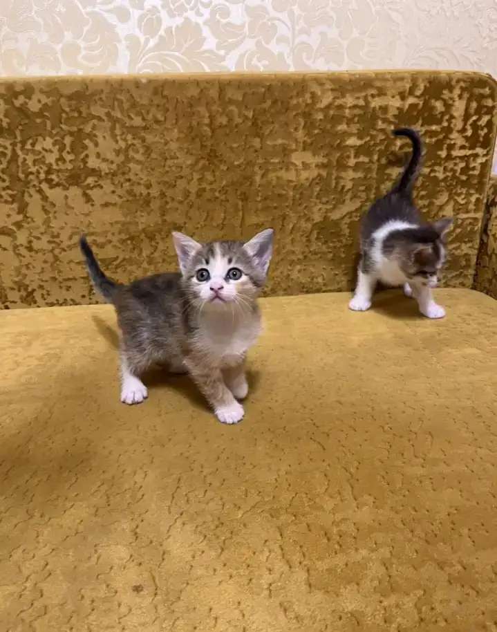 Отдам умных, красивых котят в добрые руки бесплатно