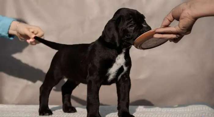 щенки кане корсо