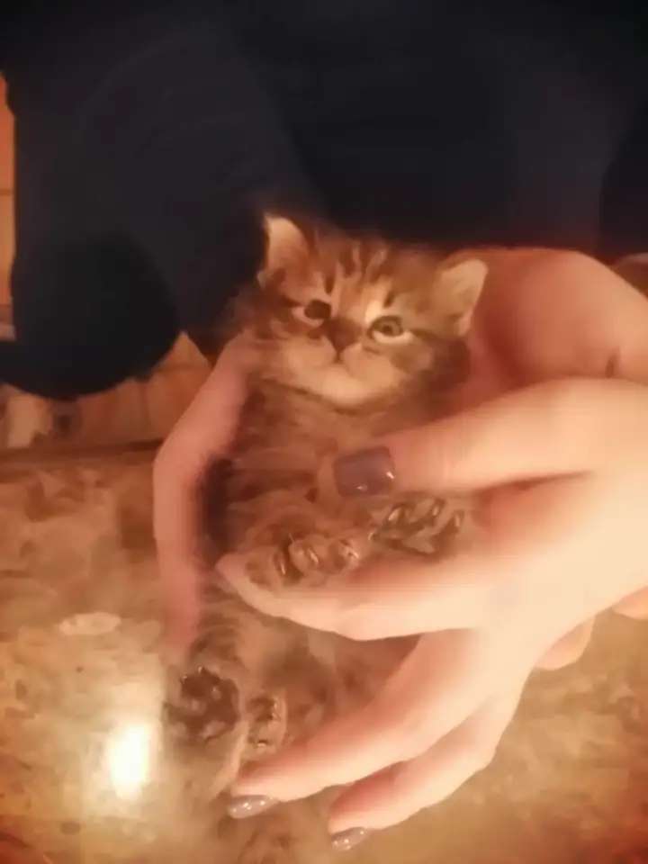 Отдам в добрые руки котенка