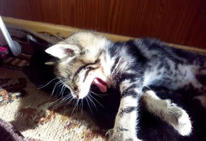 Отдадим котят в хорошие руки