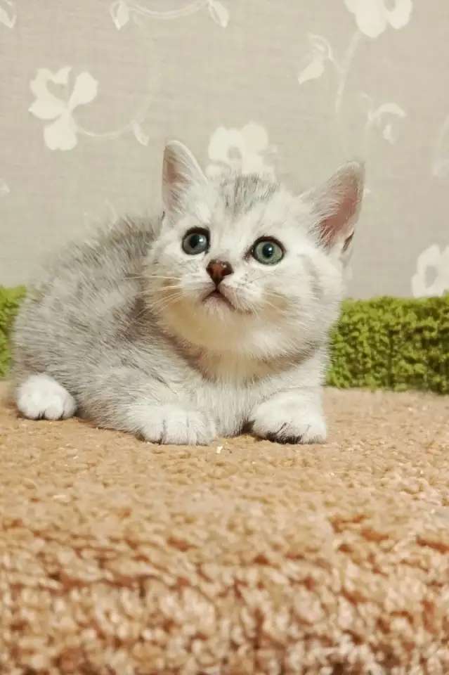 Красивый котенок девочка - серебристая шиншилла