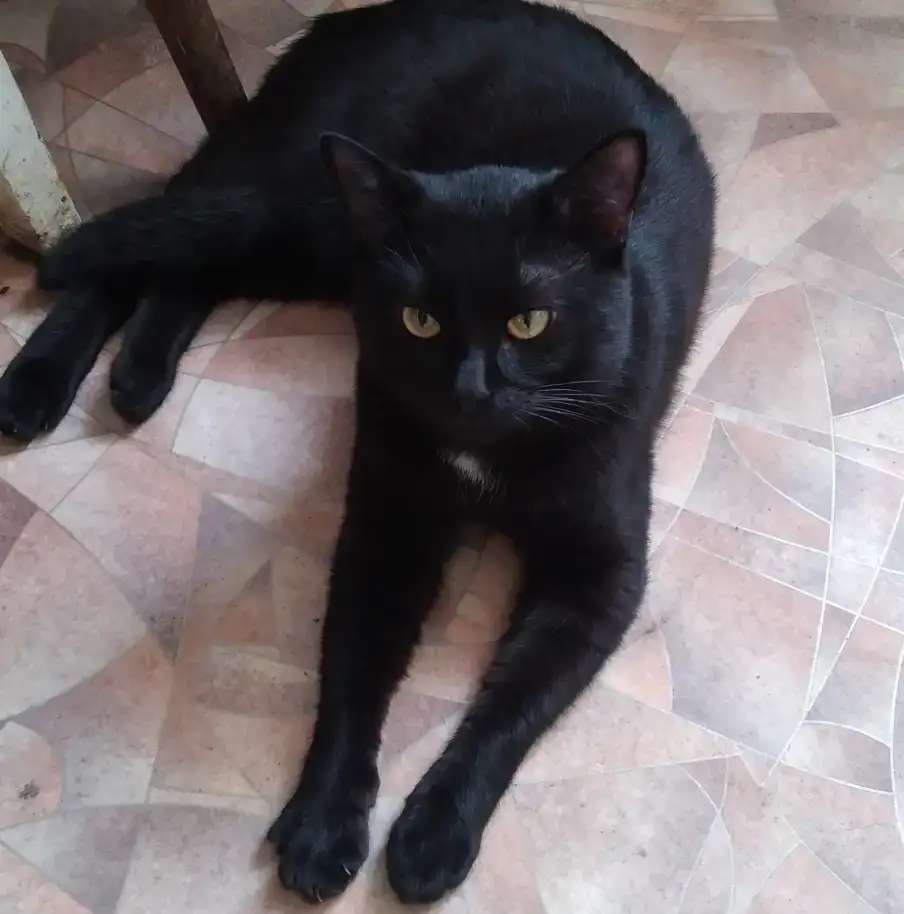 Котик в Любящие руки.