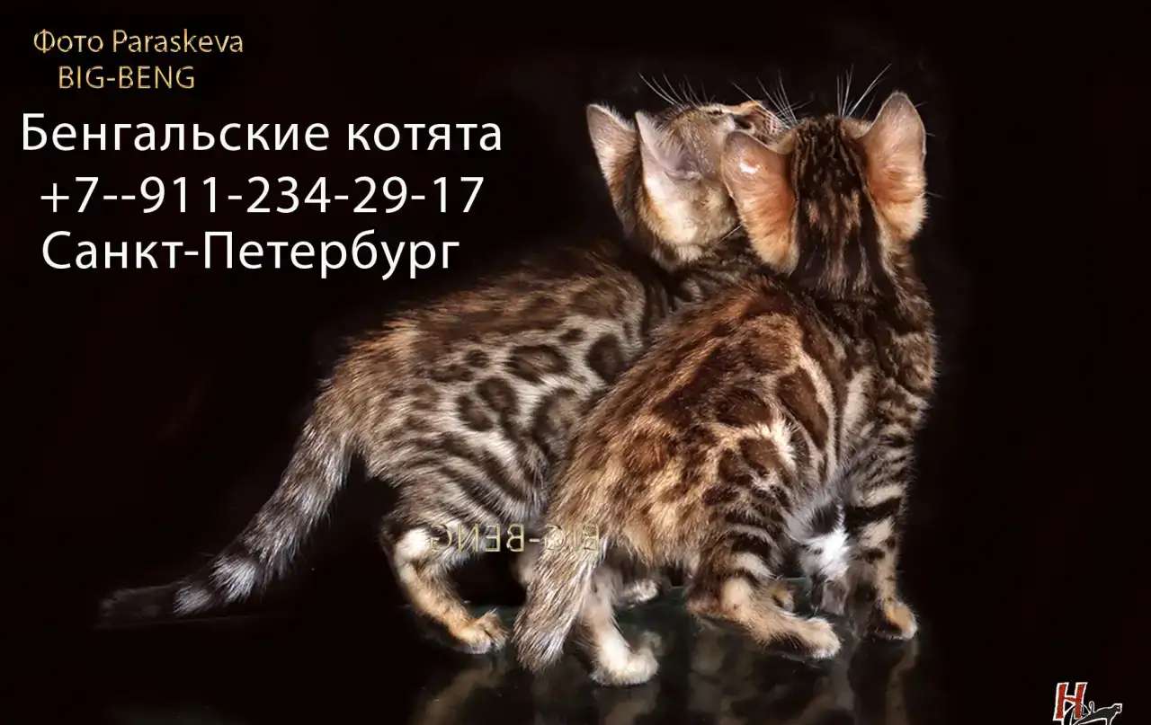 бенгальские котята