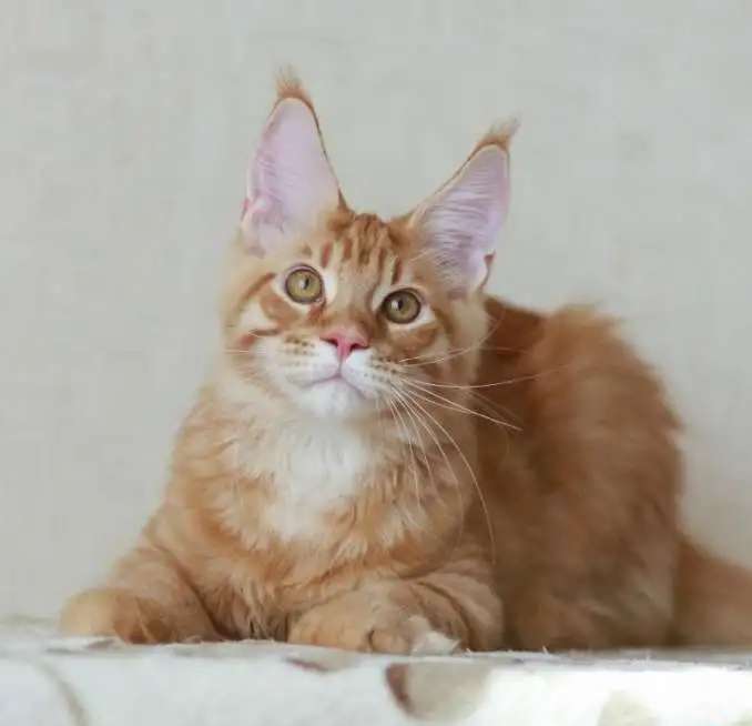 Крупный котик Гордей