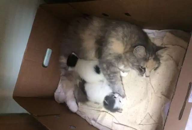 котята